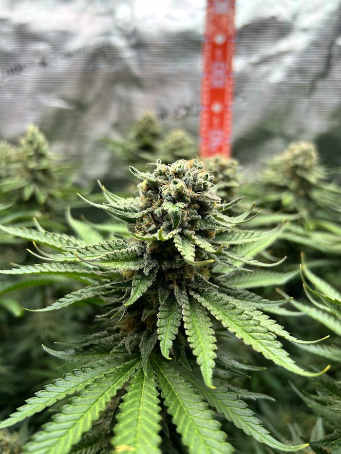 services-01 Detailed view of a cannabis plant flower in an indoor grow setup, showcasing trichomes and leaves.