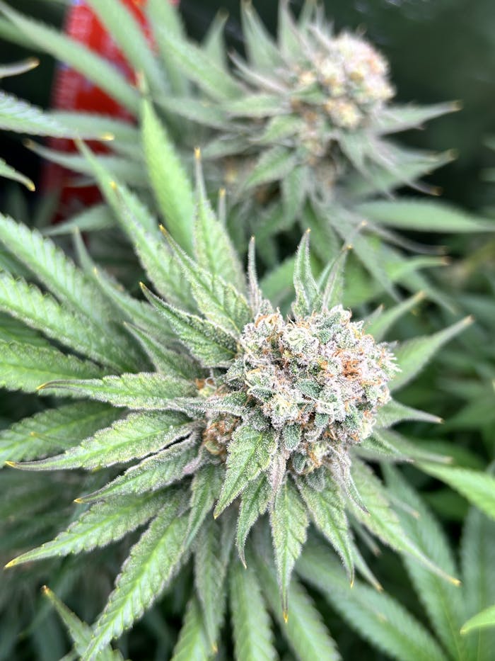 services-04 Detailed view of a cannabis flower in Germany showing vibrant green leaves.