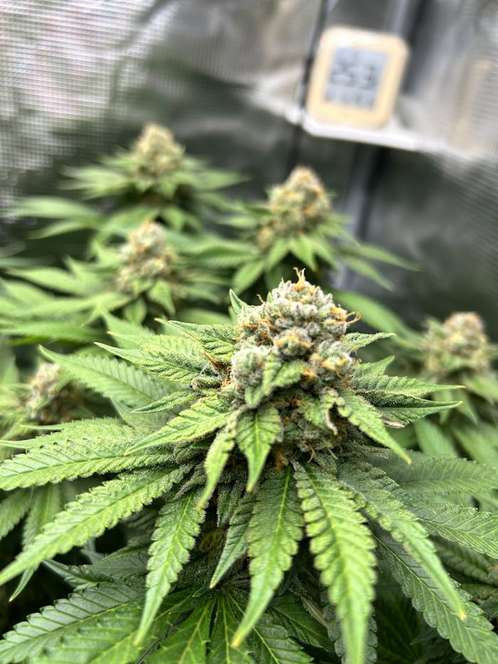 Vibrant cannabis plant in focus with lush green leaves and dense buds.